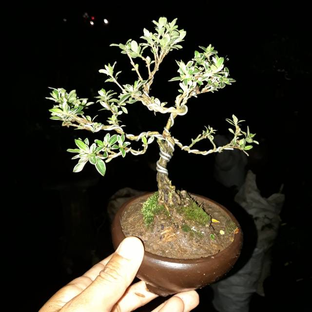 bonsai mame hingkip mirten