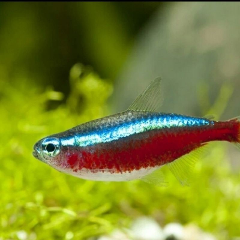 ikan cardinal tetra