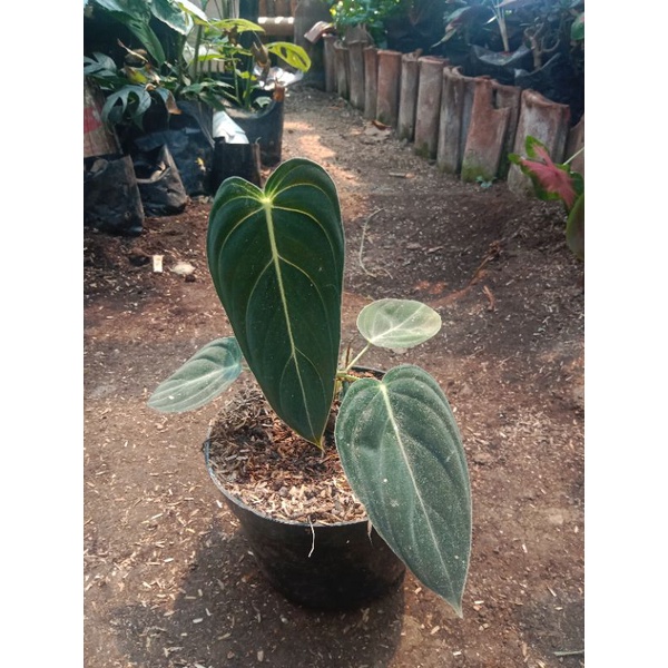 philodendron melanochrysum