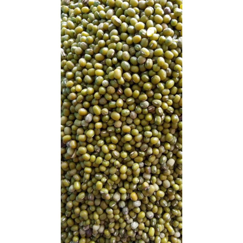 

kacang hijau lokal