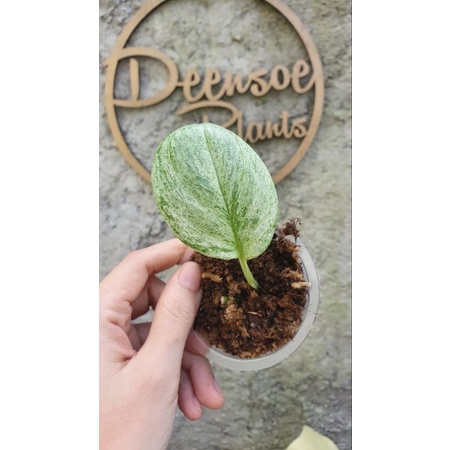 scindapsus treubii moonlight varigata