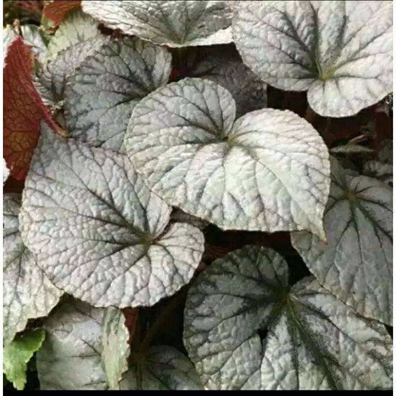 tanaman hias begonia silver dollar