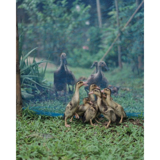 Dod Bebek Alabio, Anak Bebek Alabio Beli 10 Free 1