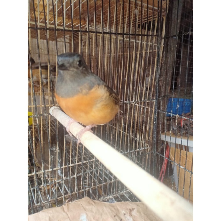 Burung Murai Siapan Betina