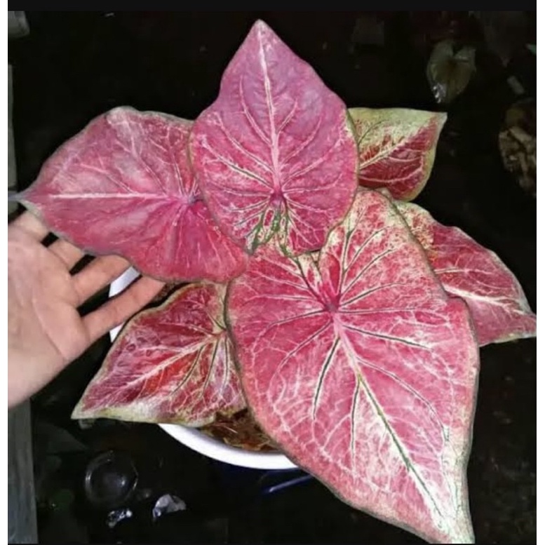 keladi anoman obong remaja