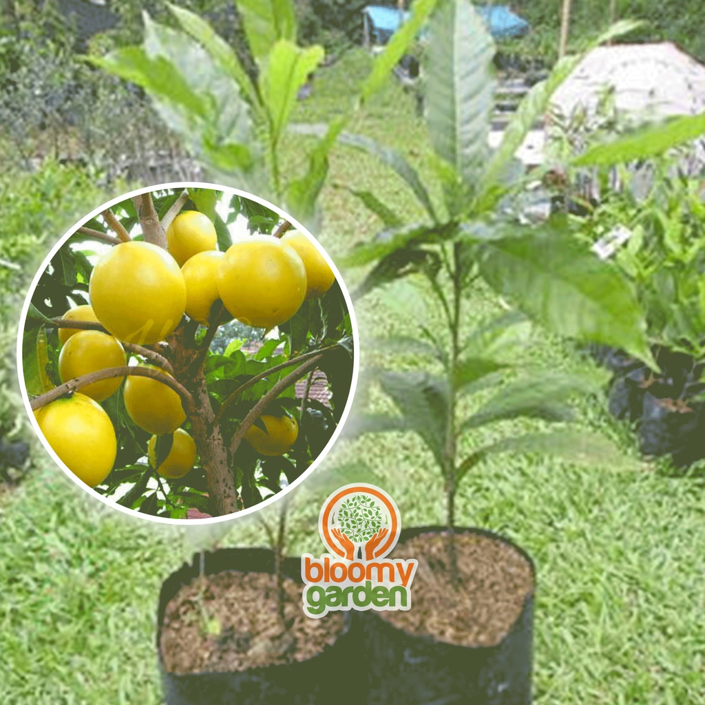 BIBIT SAWO AUSTRALIA (ABIU)