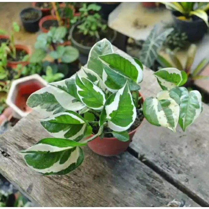 TANAMAN HIAS EPIPREMNUM MANJULA - NJOY (tanaman hidup-bunga hidup Besar Rimbun murah-kembang hias as