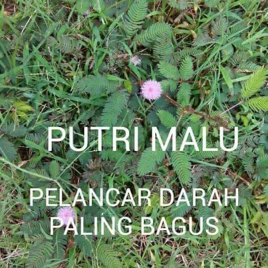 Daun putri malu tanaman putrimalu tanaman herbal