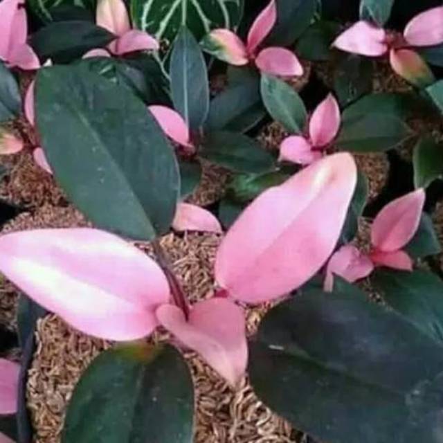 Tanaman hias Philo congo pink/philo dendrom congo