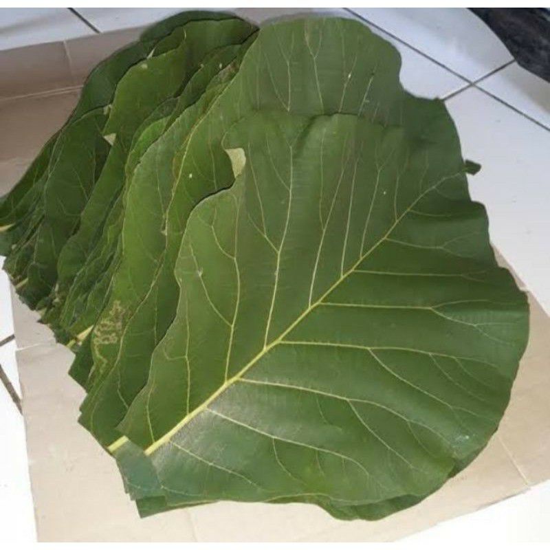

1KG DAUN JATI SEGAR