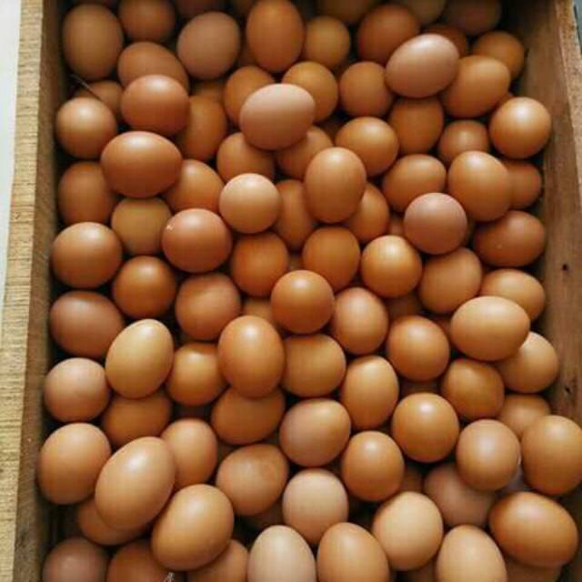 

telur ayam negeri (layer) murah