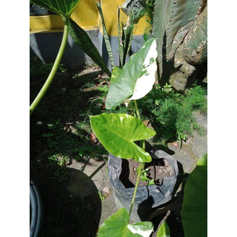 sente variegata/sente variegata/Alocasia macrorrhiza variegate