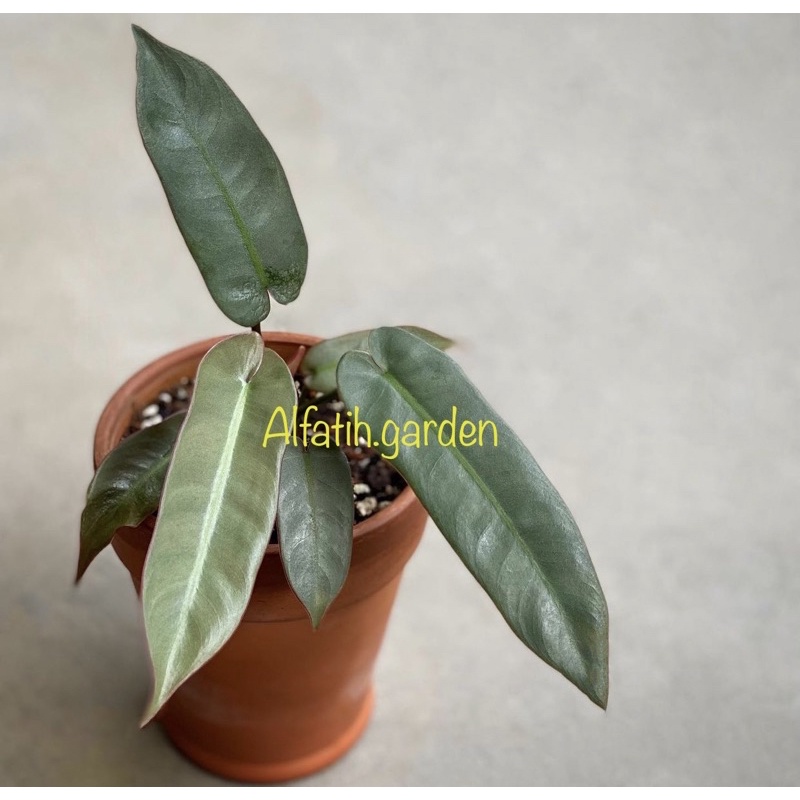 philodendron atabapoense