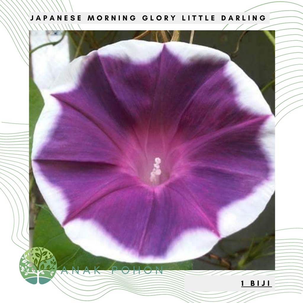 Benih Bibit Biji - Bunga Japanese Morning Glory Little Darling Flower Seeds