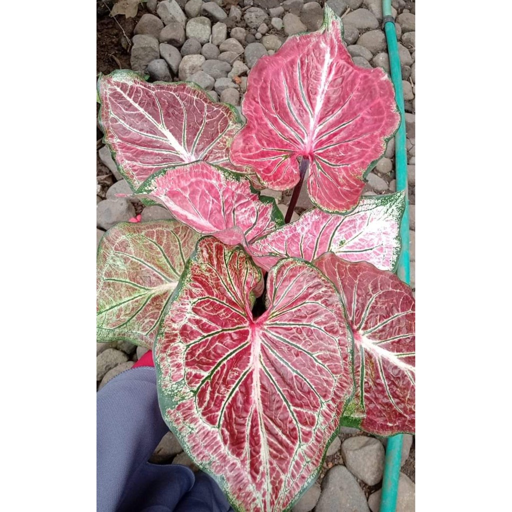 Umbi Caladium Hanoman obong - keladi hias Anoman obong Riny Importir Tanaman