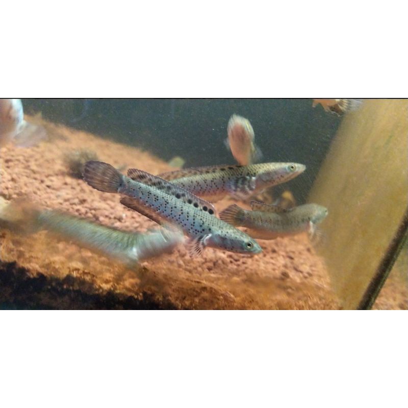 ikan hias Channa blue pulchra 7-8cm