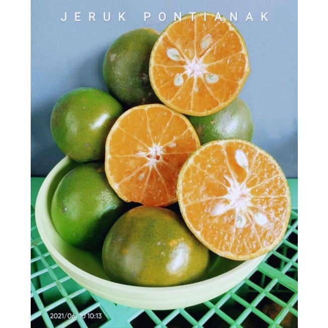 

Jeruk Pontianak Manis Buah Lokal