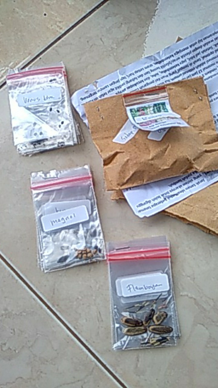 Benih/biji/bibit Bunga Sakura Mini