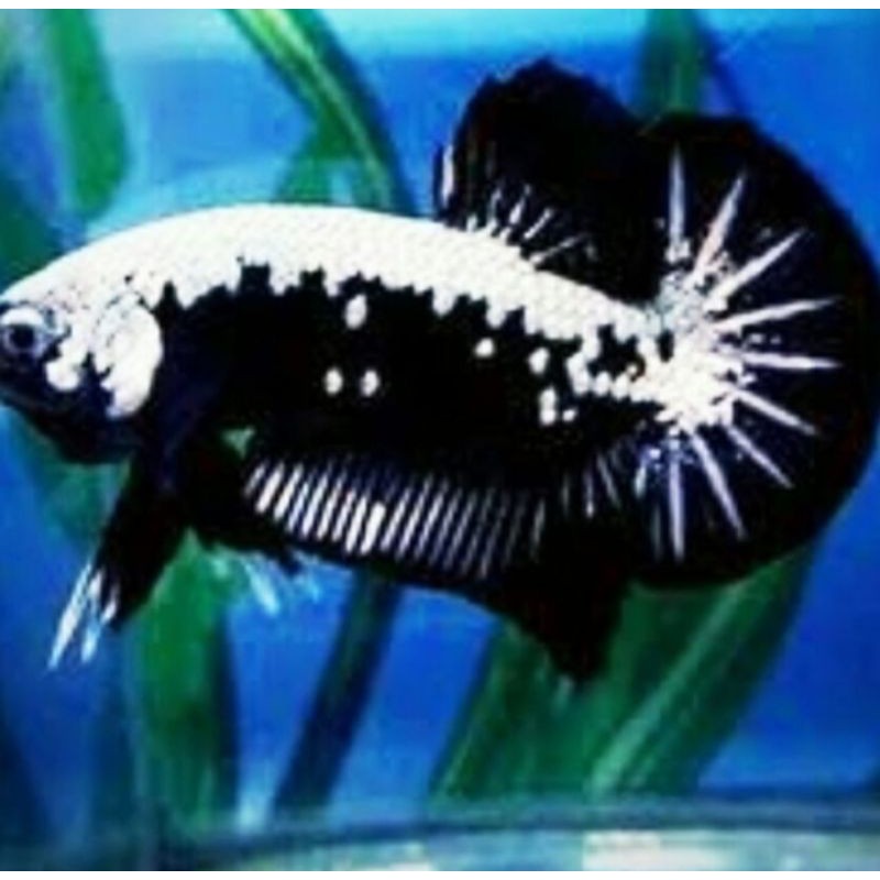 Ikan Cupang Black samurai