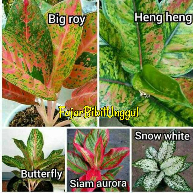 Promo murah Paket 5 bunga aglonema