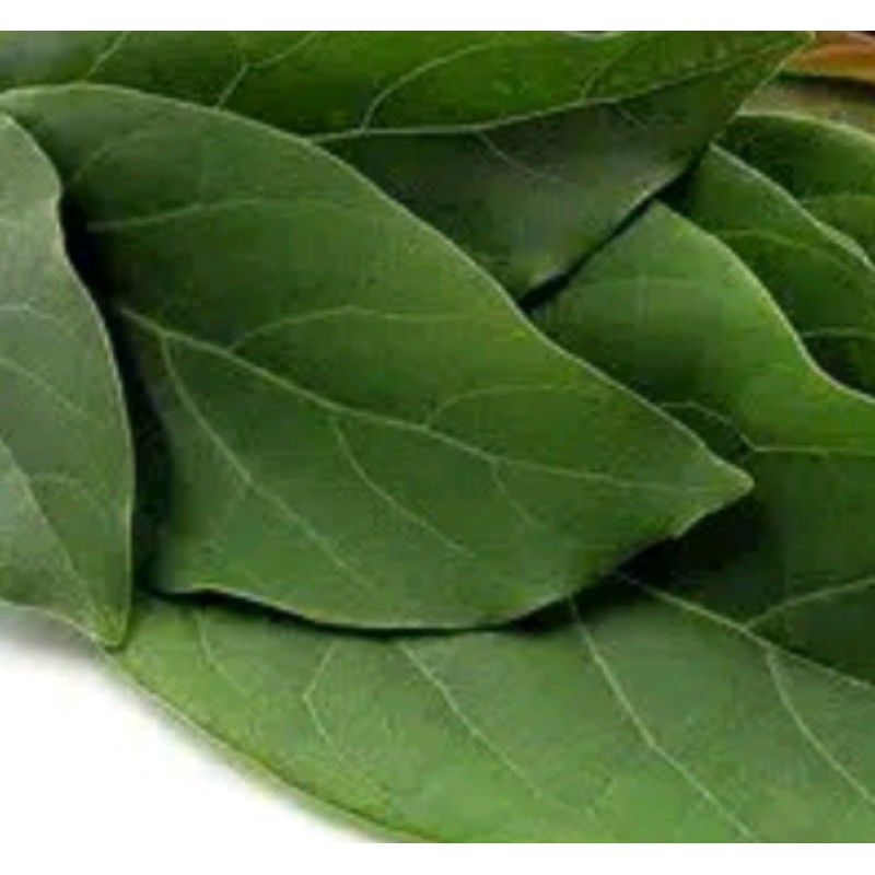 

Daun alpukat segar 350gram