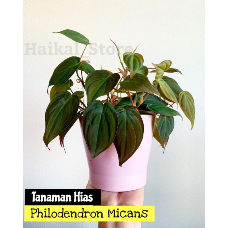 Tanaman Hias Philodendron micans - philodendron SCANDES MICANS