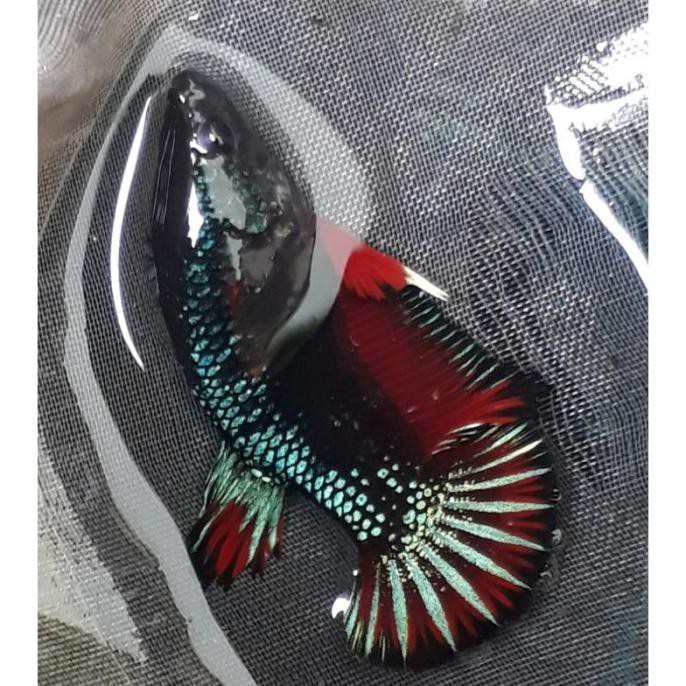 Ready Avatar , Bahan Cupang Avatar / Female / Betina