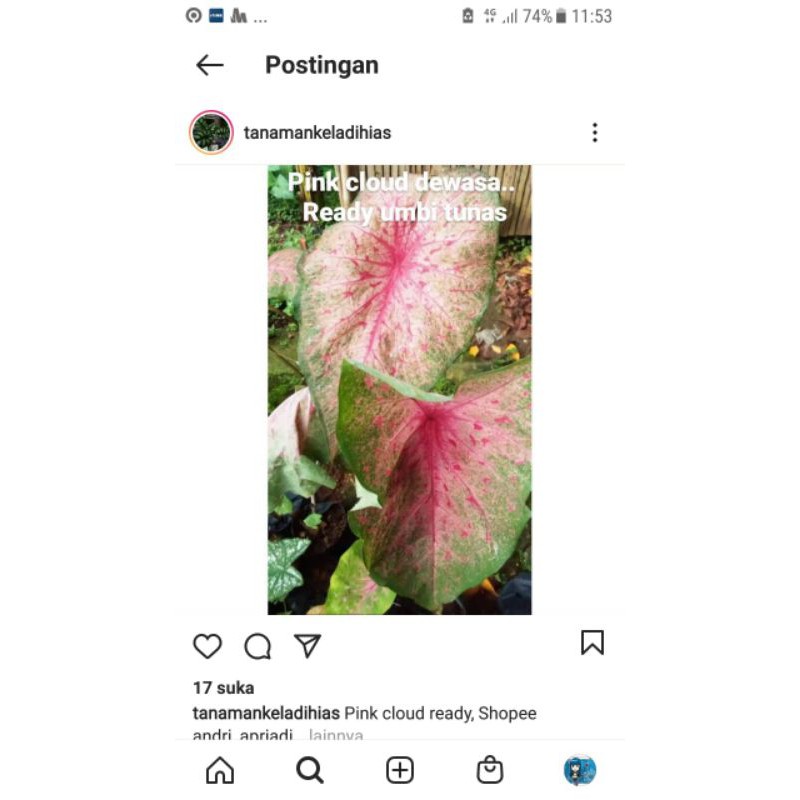 keladi pink cloud 10 umbi