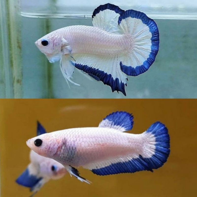 

IKAN CUPANG BLU RIM ORI THAILAND