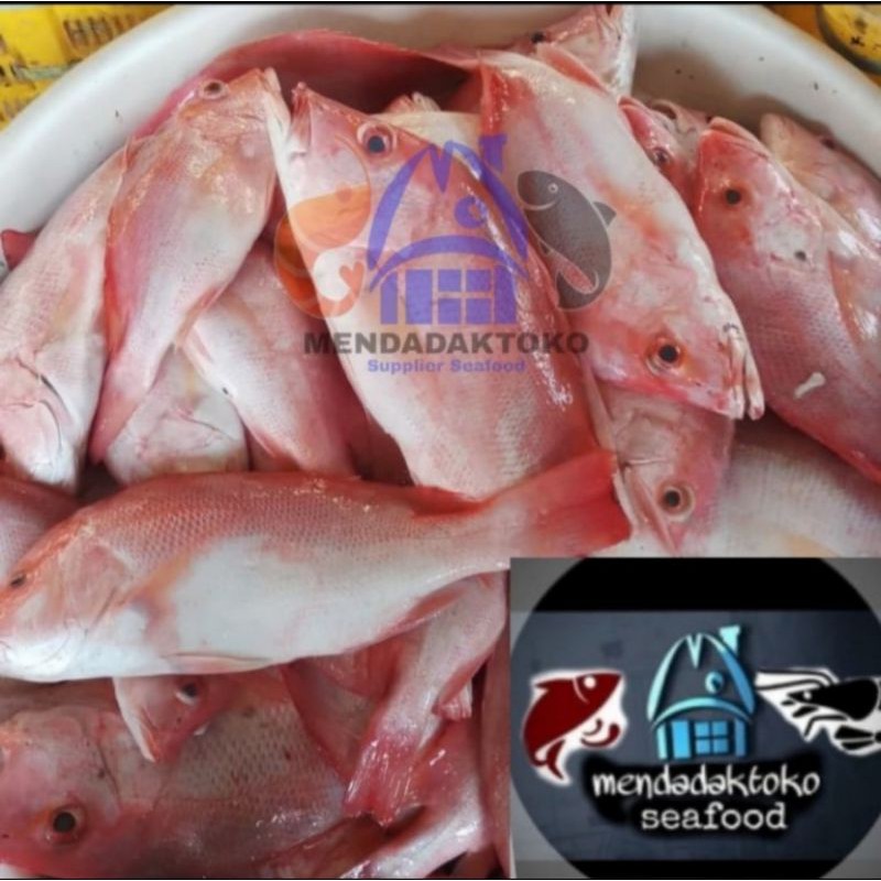 

Ikan kakap merah fresh @1kg