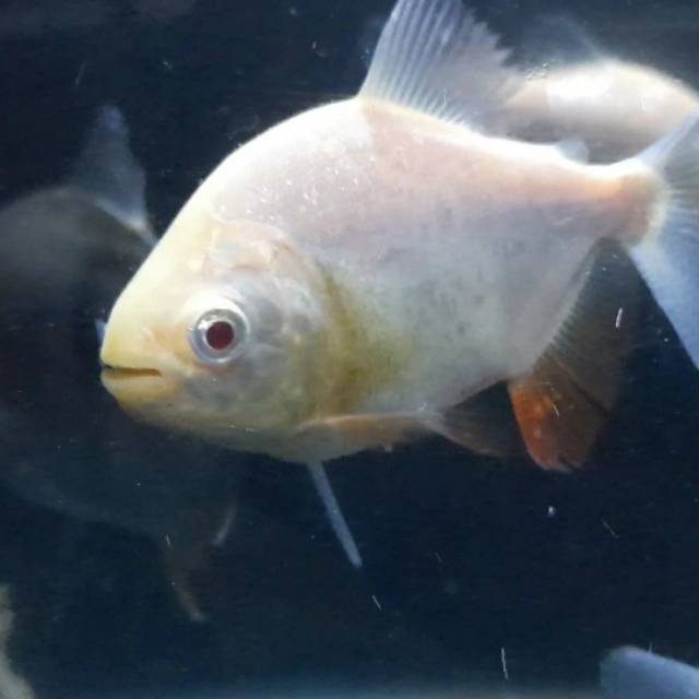 Hiasan Aquarium Pacu Albino Ikan Hias Ikan Predator