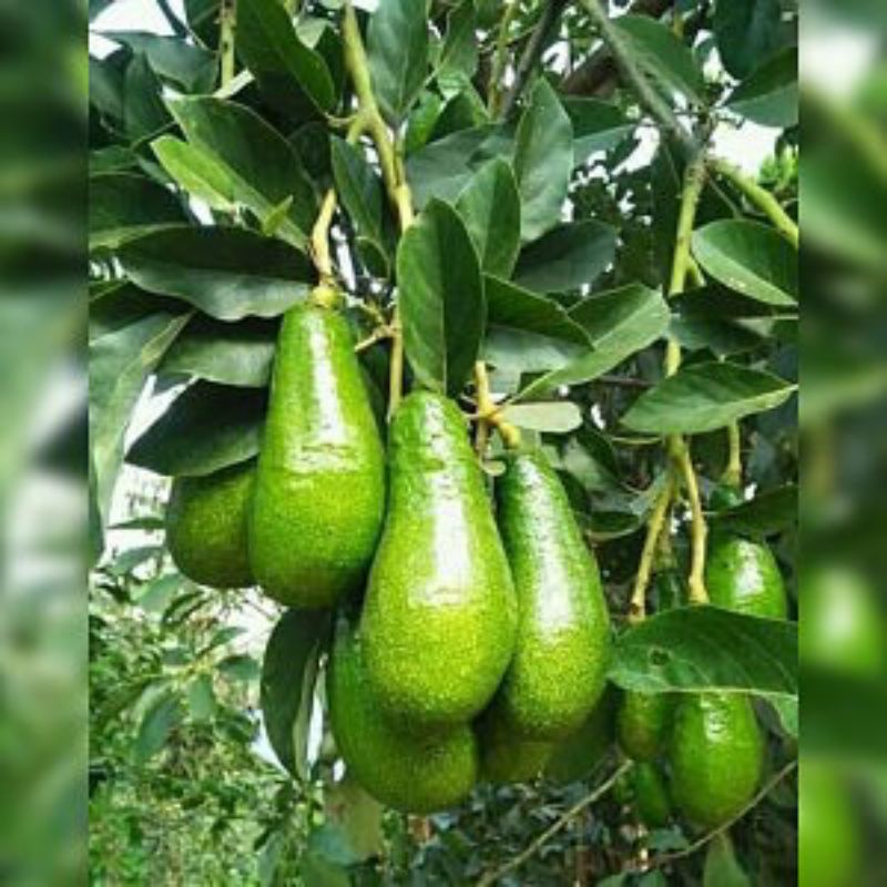 

alpukat pluwang/pangeran