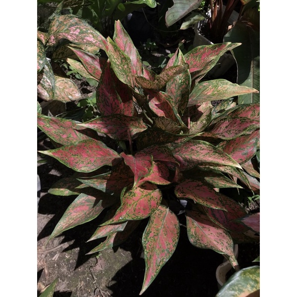 Aglaonema Venus murah /tanaman hias