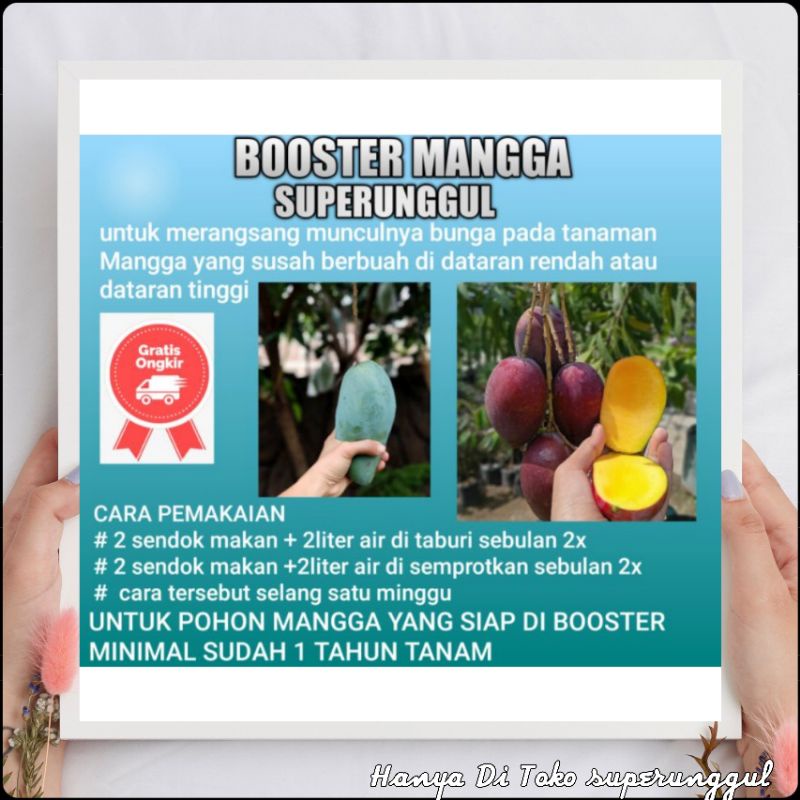 Boster Pupuk Bibit Mangga Agar Bisa Berbuah Dengan Cepat Dan Lebat