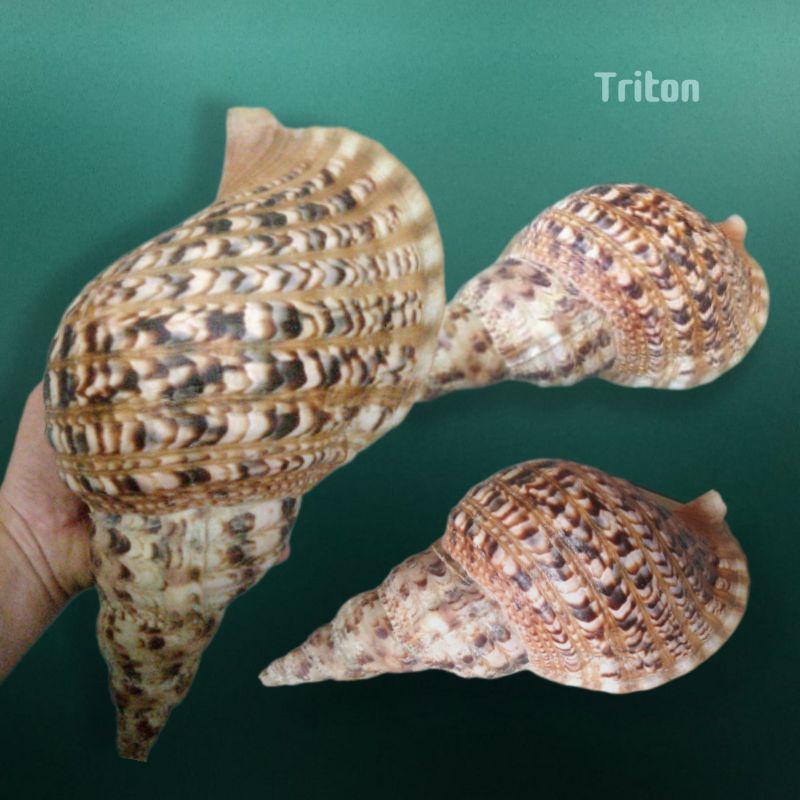 Termurah Cangkang kerang Triton / kerang Terompet / kerang hias