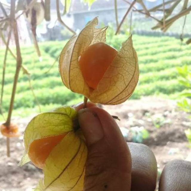 

Ciplukan/cecendet/Golden berry 1kg