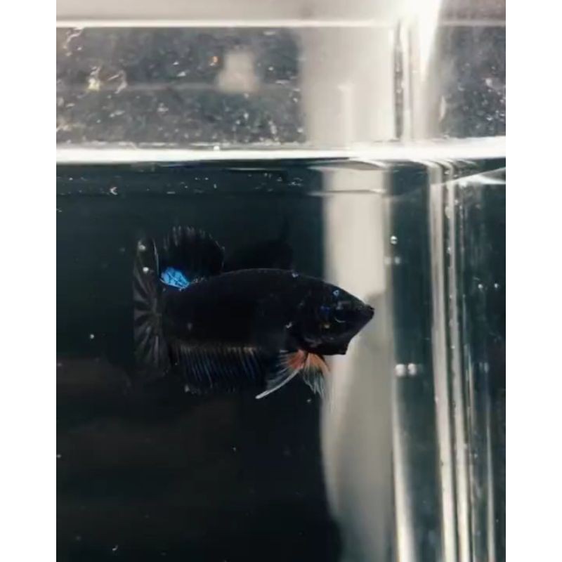 Cupang Avatar Gordon