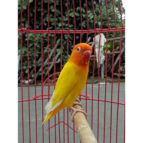 lovebird lutino mata merah