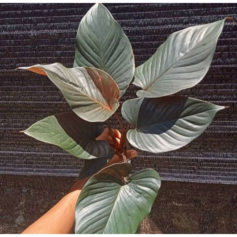 Homalomena trube black