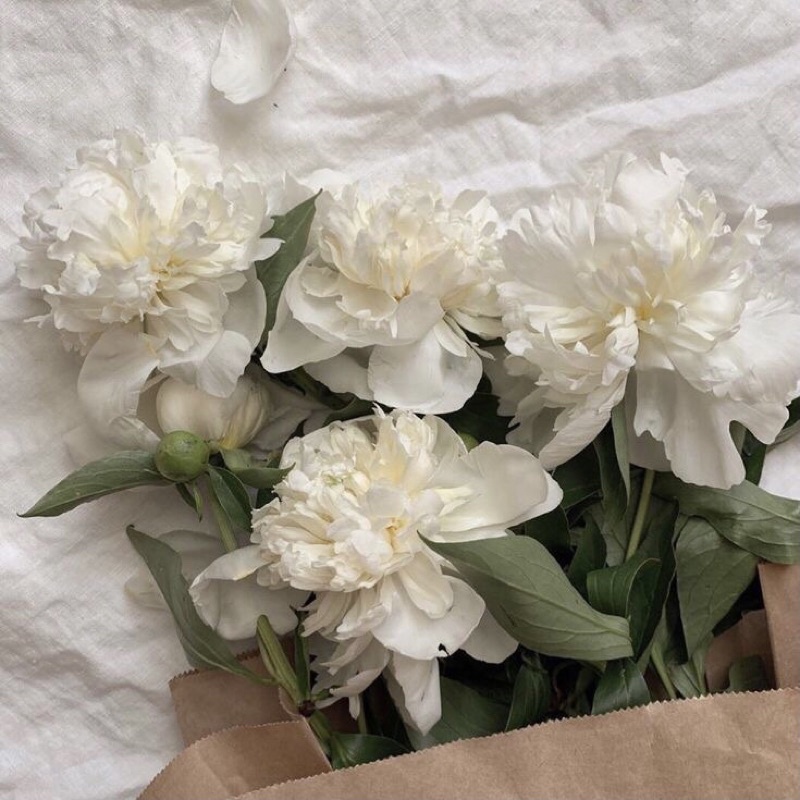 REED DIFFUSER AROMATERAPI RATTAN 50ml STICK BUNGA Taffware HUMI REED DIFFUSER RATTAN STICK-Gardenia