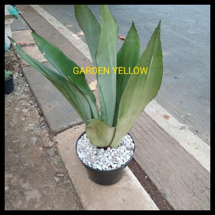 Tanaman Lidah Mertua Moons White + Pot Dan Batu