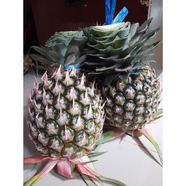 

Nanas Madu dijamin Manis