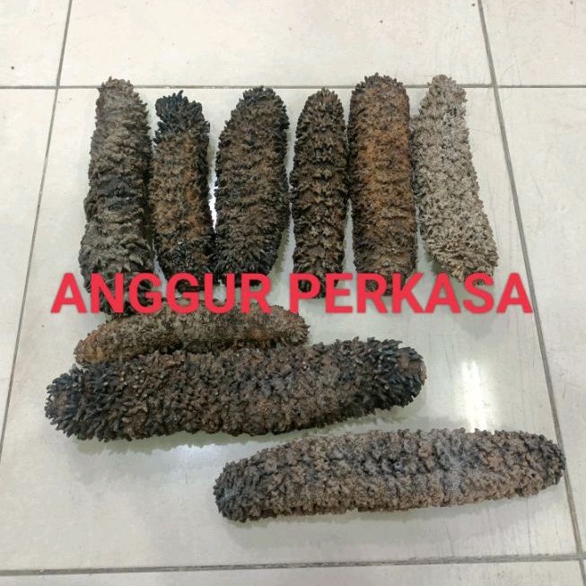 TERIPANG NANAS / HAISOM