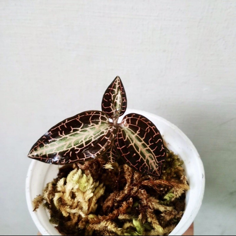 Anggrek permata ( Jawel Orchid) 