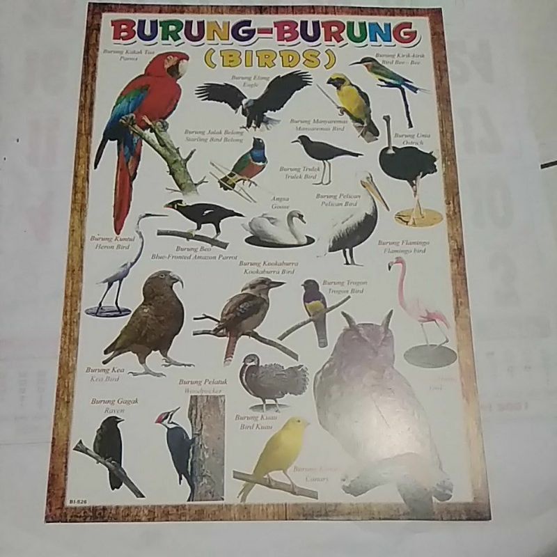 paket 10 poster Poster Edukasi anak Poster Dinding Tempelan Dinding/ABC /Hijaiyah/angka 1-30/transportasi/margasatwa/burung/buah/reptil/binatang bertelur/belajar baca/Paket poster edukasi anak