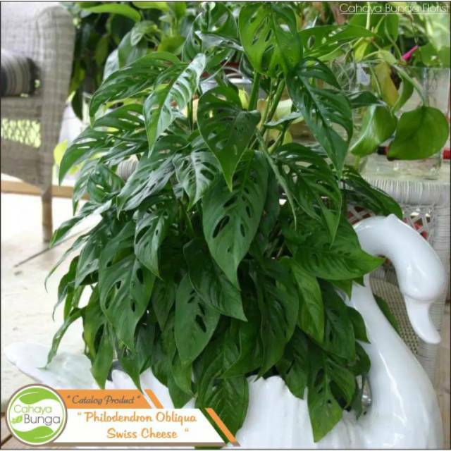 Tanaman hias monstera obliqua janda bolong tanaman hias monstera obliqua janda bolong tanaman rambat