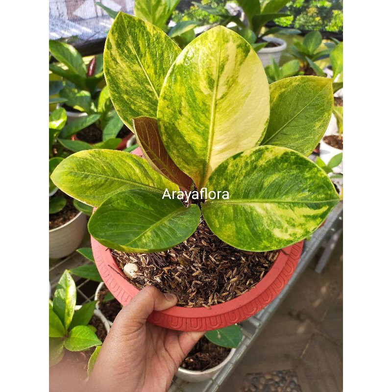 anthurium jemani mangkok varigata