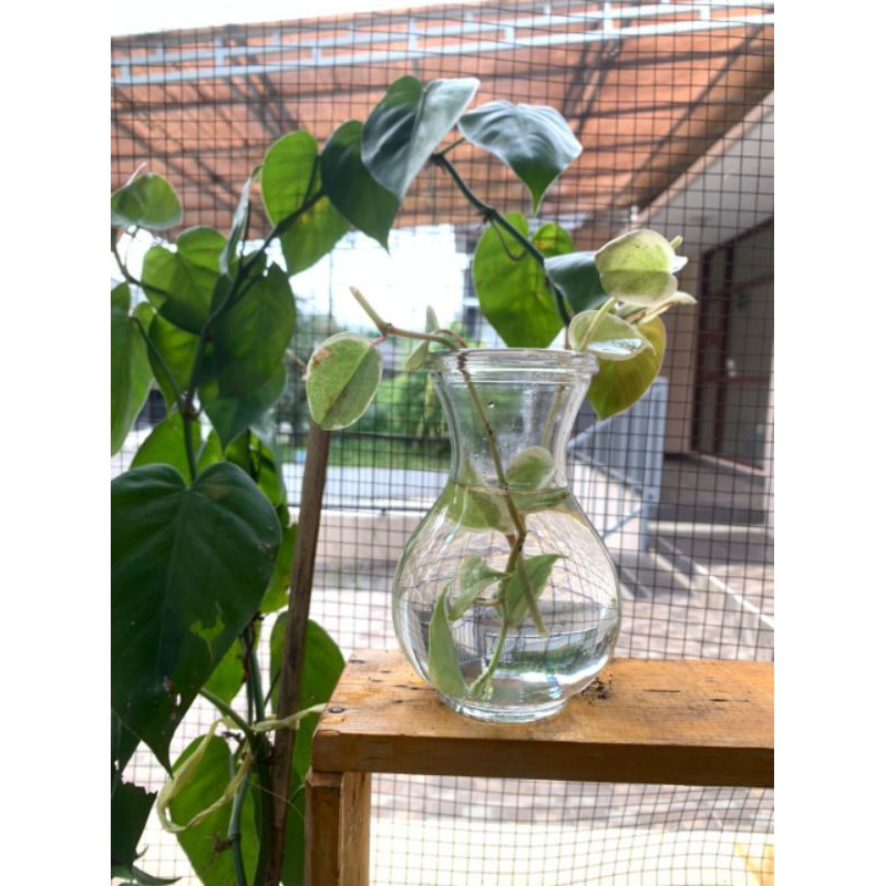 Vas Tanaman Vas Ikan Cupang Aquarium Aquascape Pot Kaca Tanaman Air
