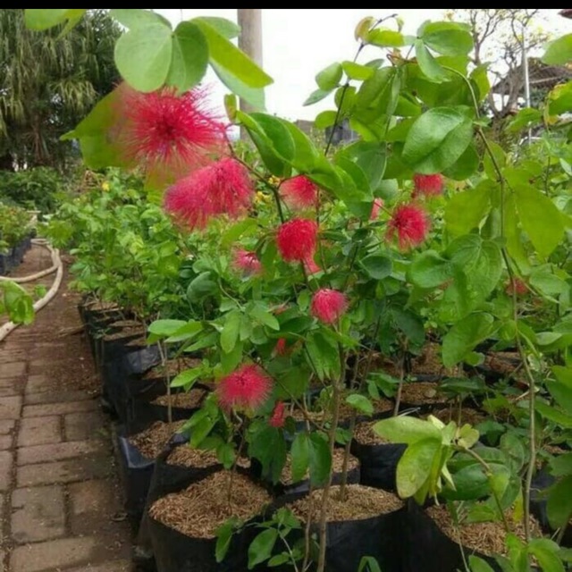 Tanaman hias kaliandra bunga merah - kaliandra