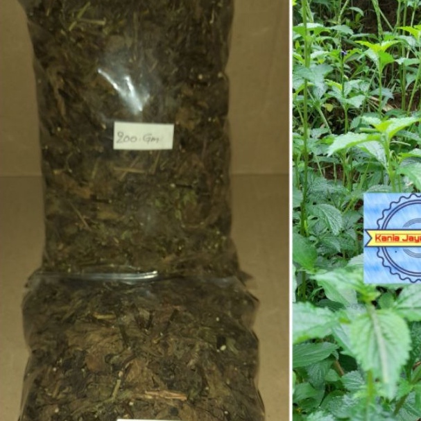 

Jual teh Daun jarong kering atou daun pecutkuda kering per 200 grm